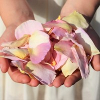 40cups Pastel Pink - Freeze Dried Rose Petals