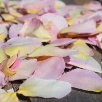 40cups Pastel Pink - Freeze Dried Rose Petals